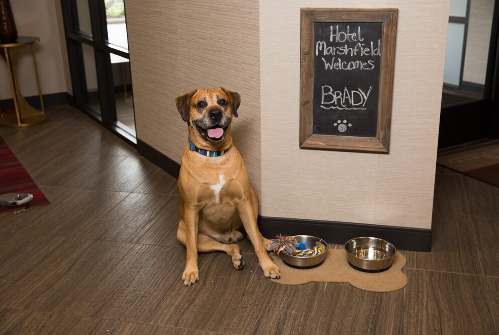 Pet Friendly Hotel in Marshfield